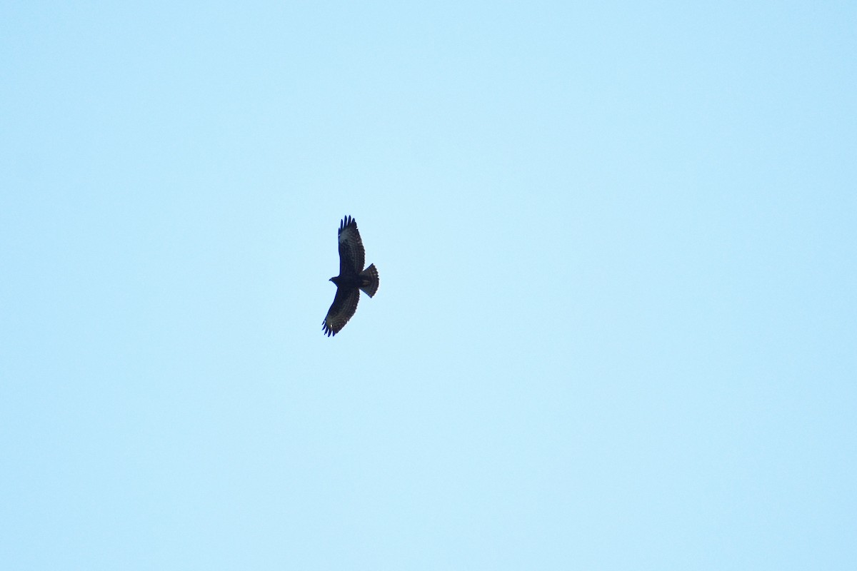 Short-tailed Hawk - Rhiannon Thunell