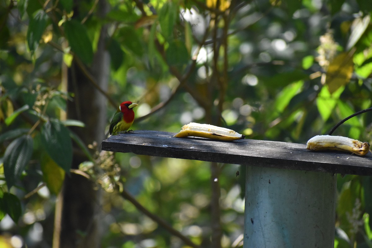 Red-headed Barbet - Rhiannon Thunell