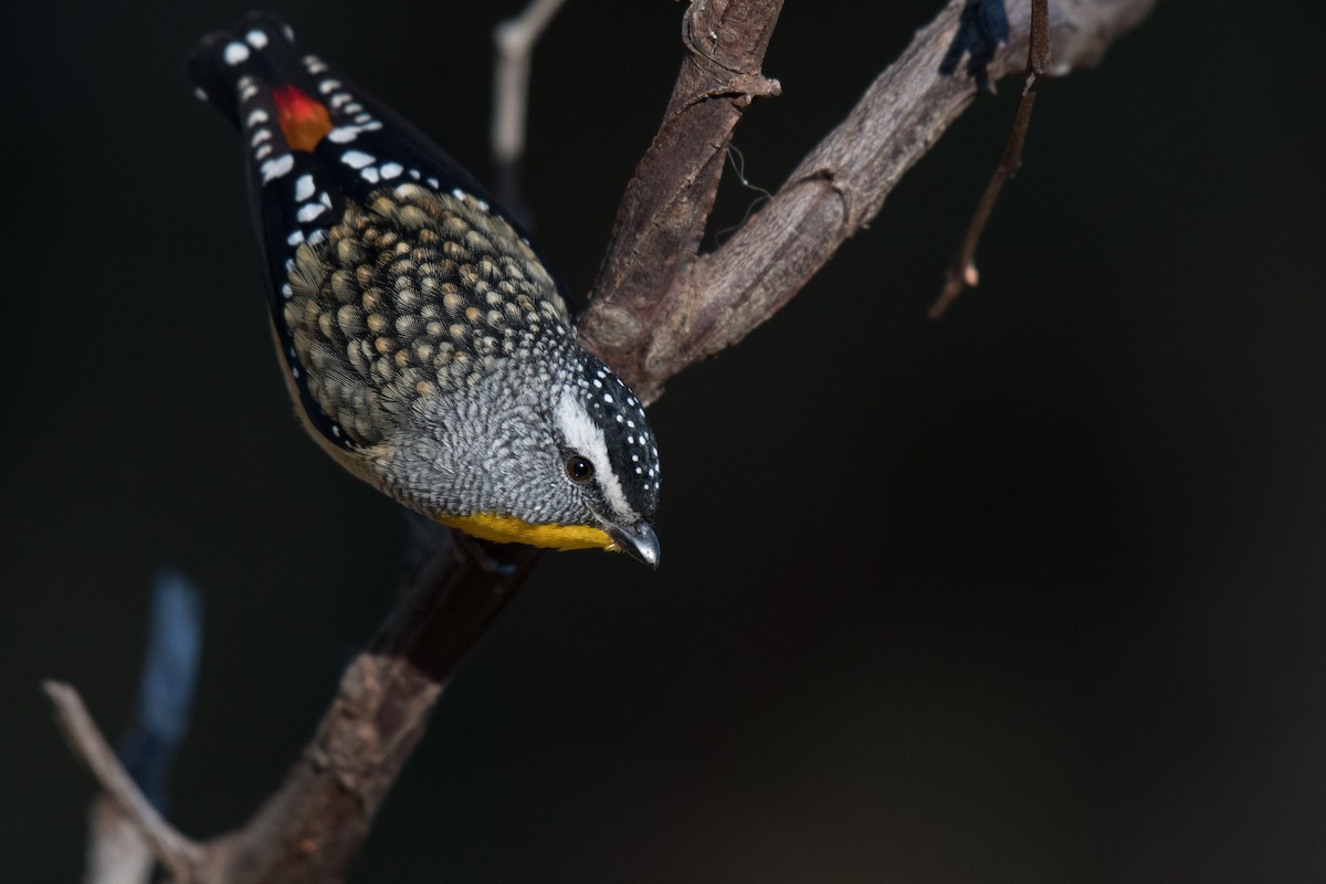 Spotted Pardalote (Spotted) - ML163657531