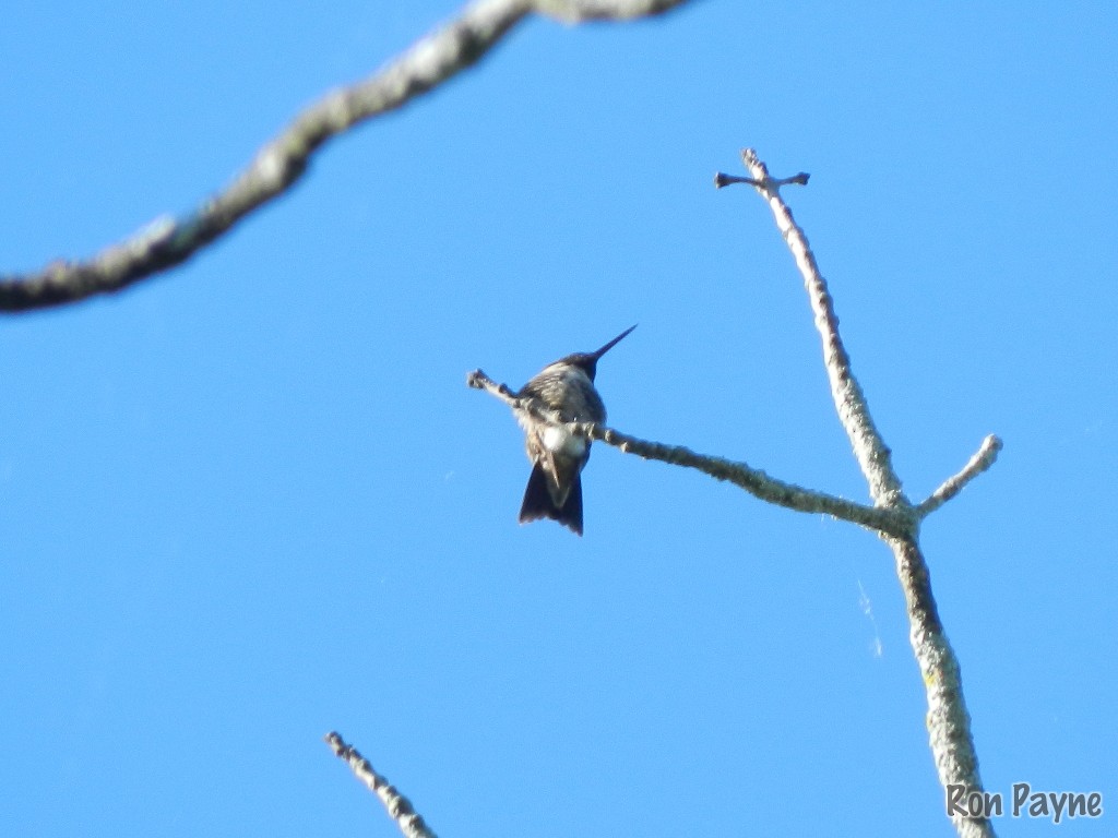 Ruby-throated Hummingbird - Ron Payne