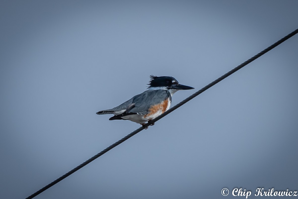 Belted Kingfisher - ML163658161