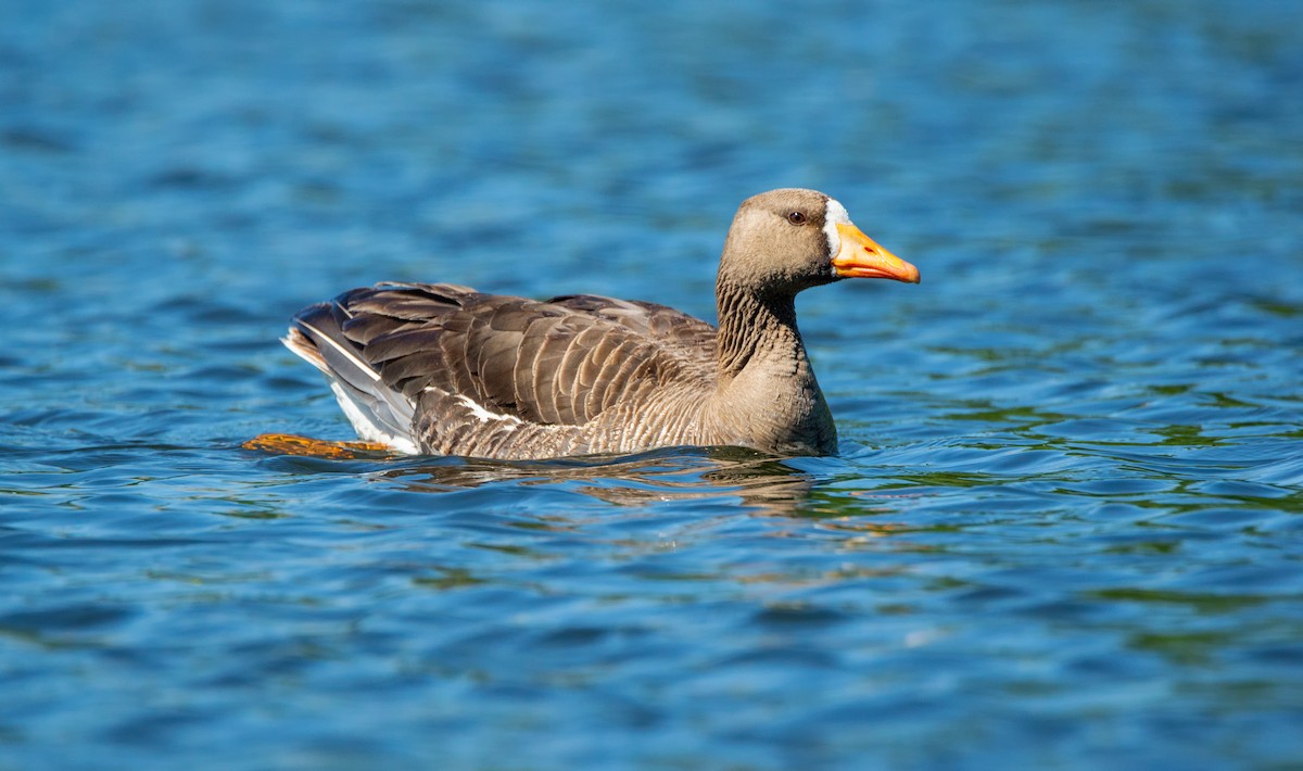 Greater White-fronted Goose - Danny De Grace