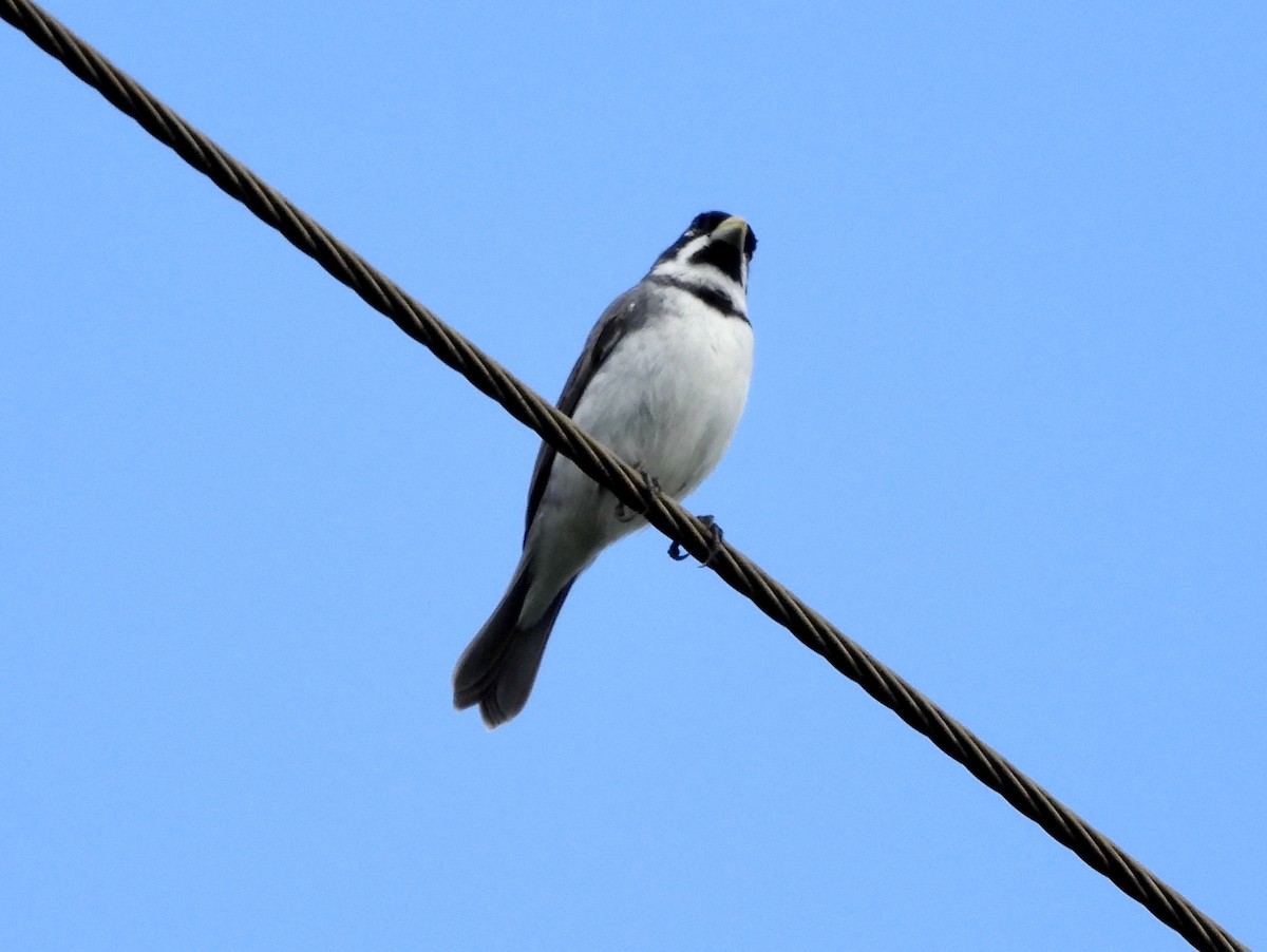 Double-collared Seedeater - ML163663211