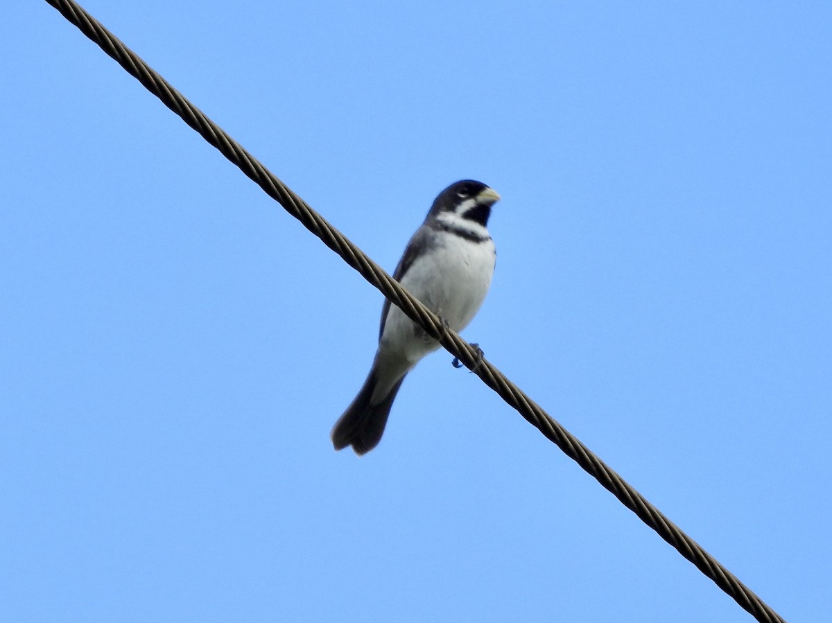 Double-collared Seedeater - ML163663661
