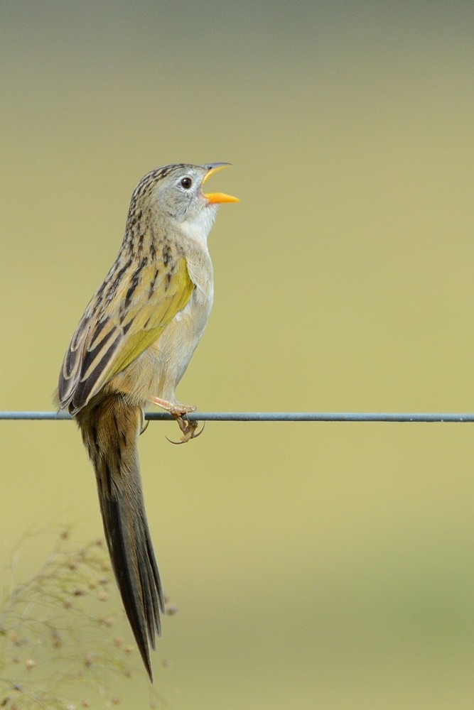 Wedge-tailed Grass-Finch - Aníbal Domaniczky  CON CONA Caracara