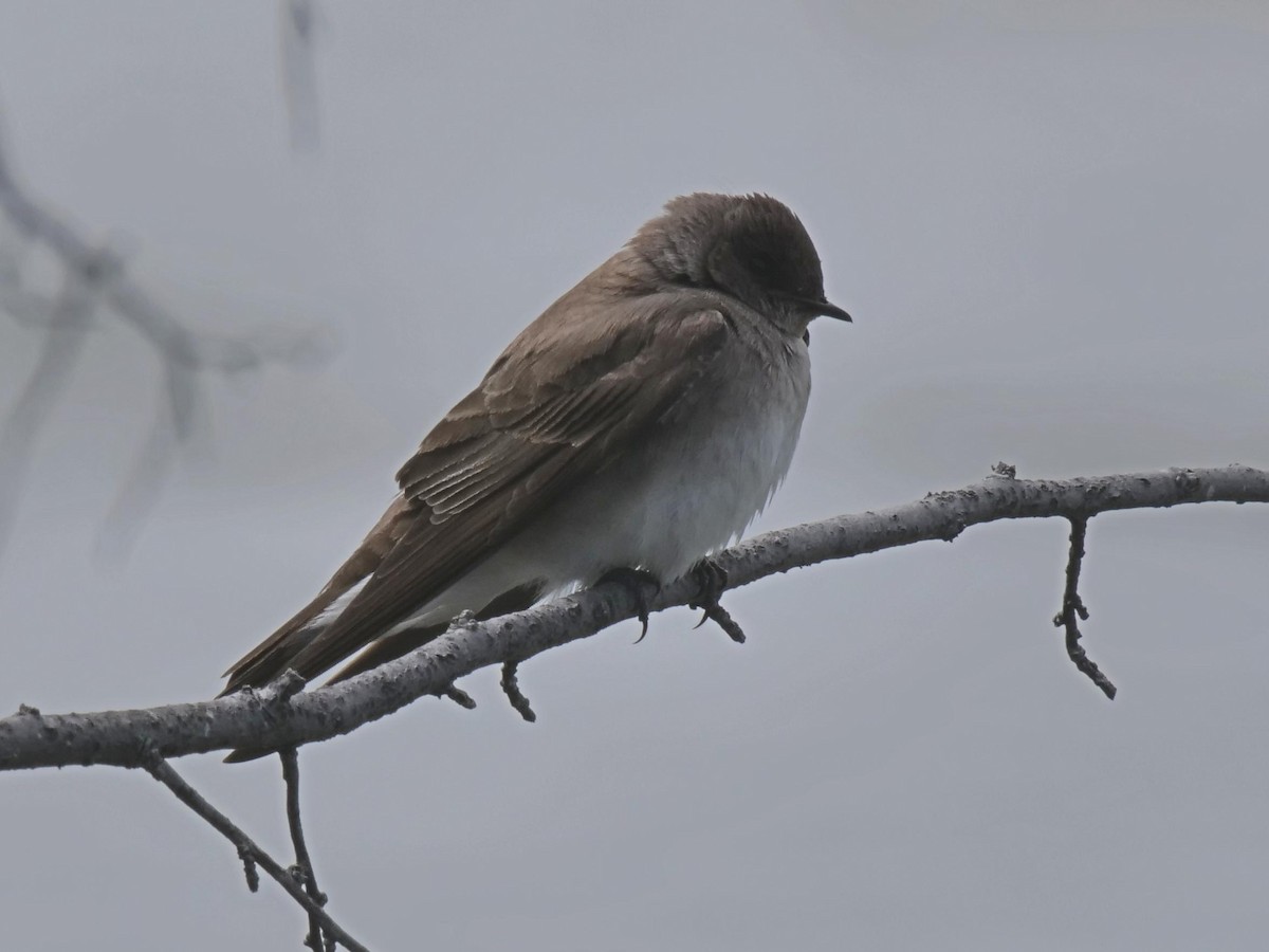 Northern Rough-winged Swallow - Rob Worona
