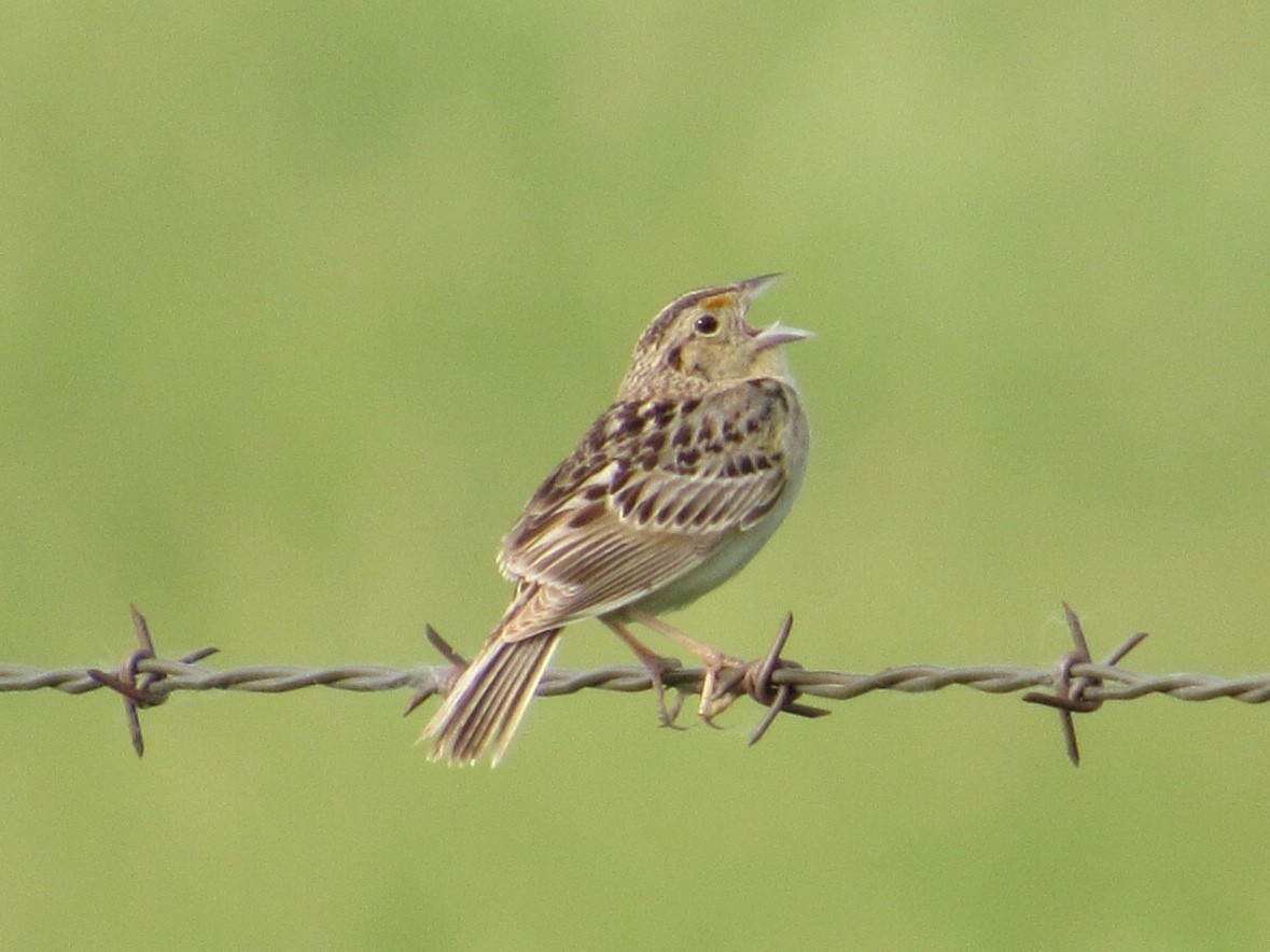 Grasshopper Sparrow - ML163670631