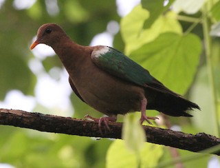 Pacific Emerald Dove, ML163672791