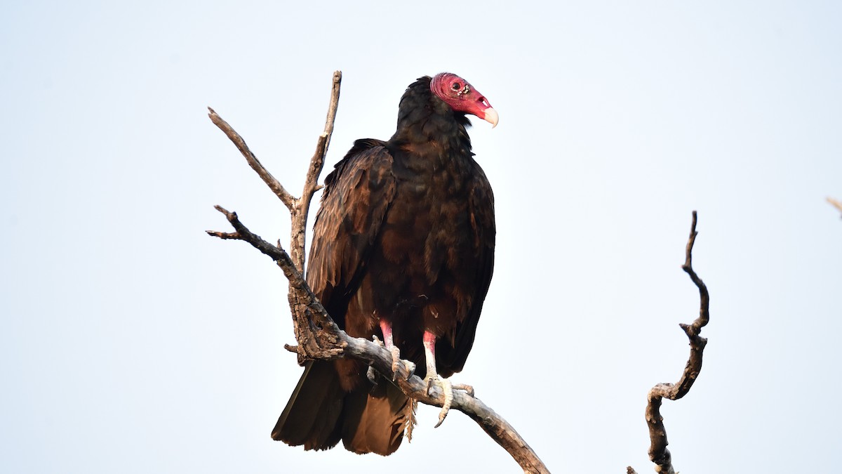 Turkey Vulture - ML163674491