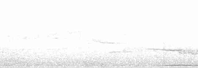 Wimpelträger-Paradiesvogel - ML163675