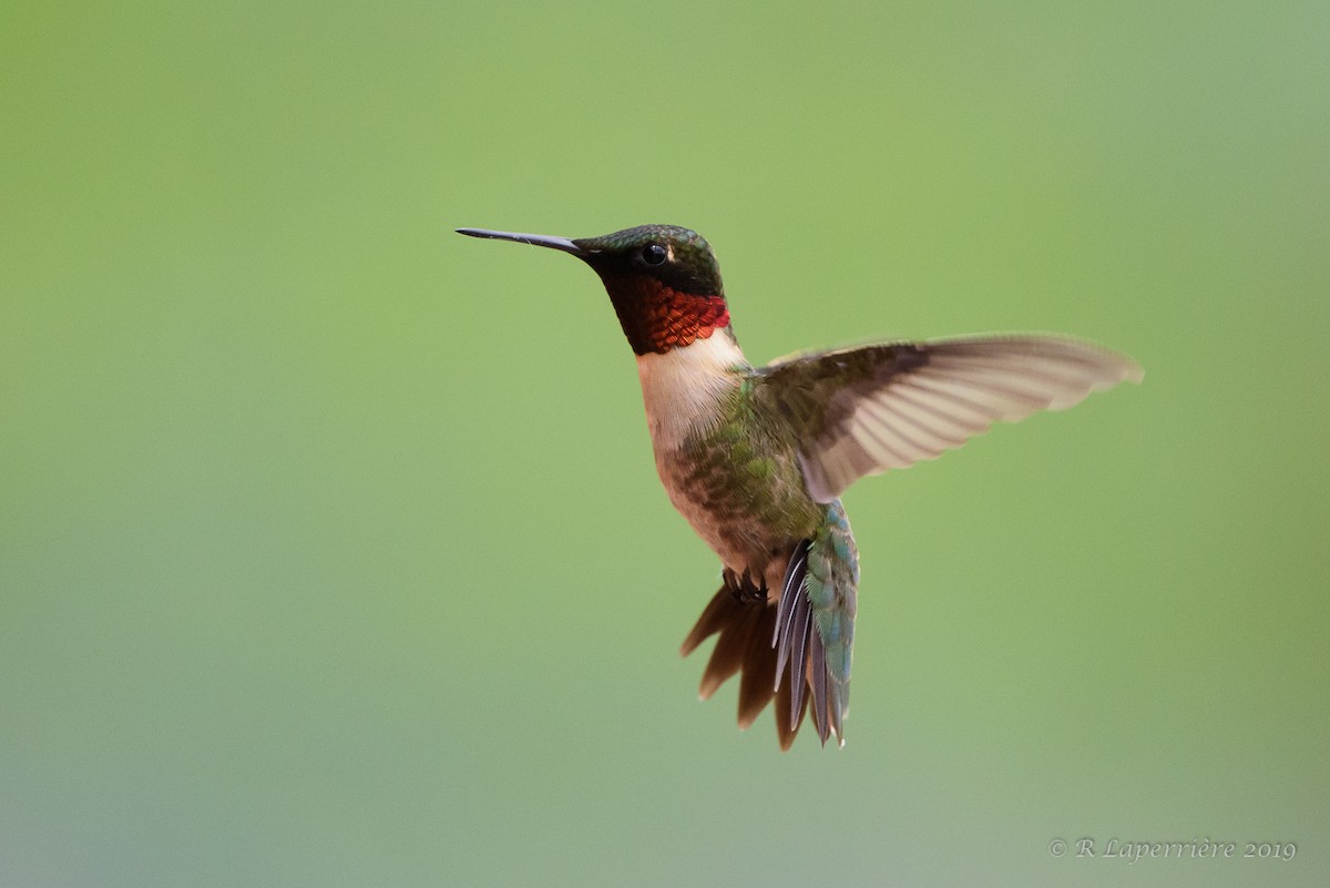 Ruby-throated Hummingbird - René Laperrière