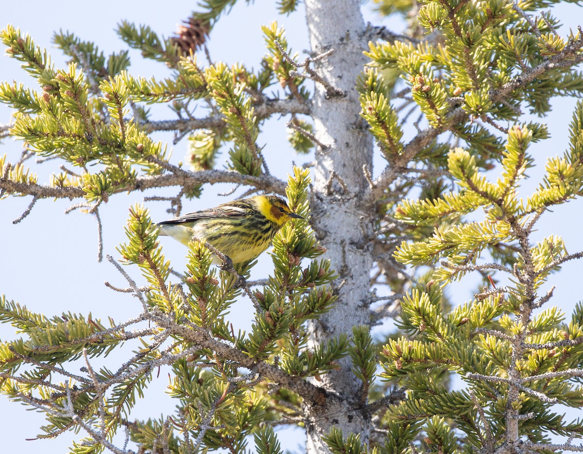 Cape May Warbler - Janice White
