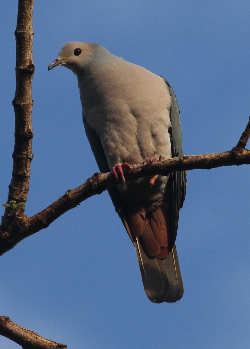 Pink-headed Imperial-Pigeon - Colin Trainor