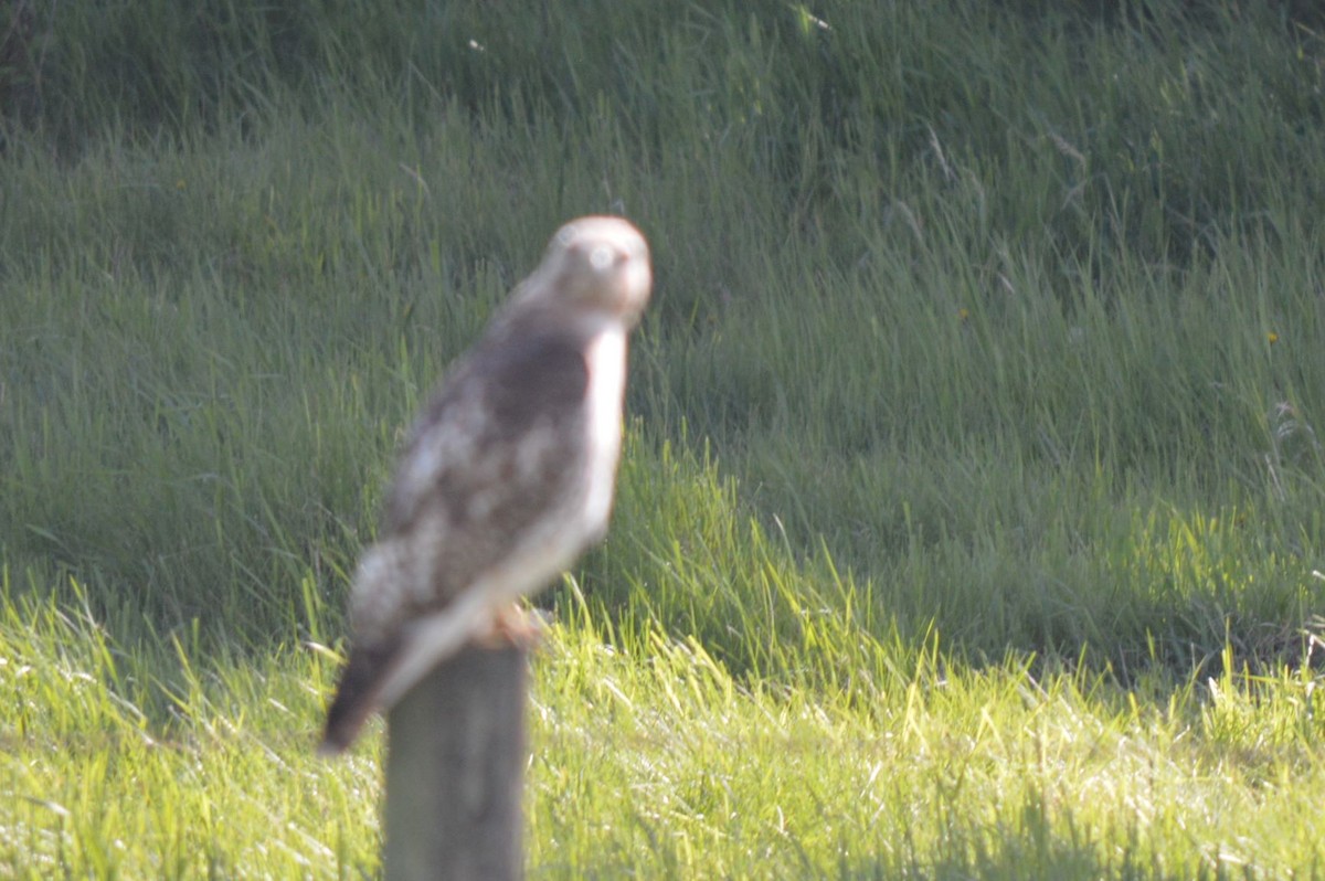 Red-tailed Hawk - ML163680531