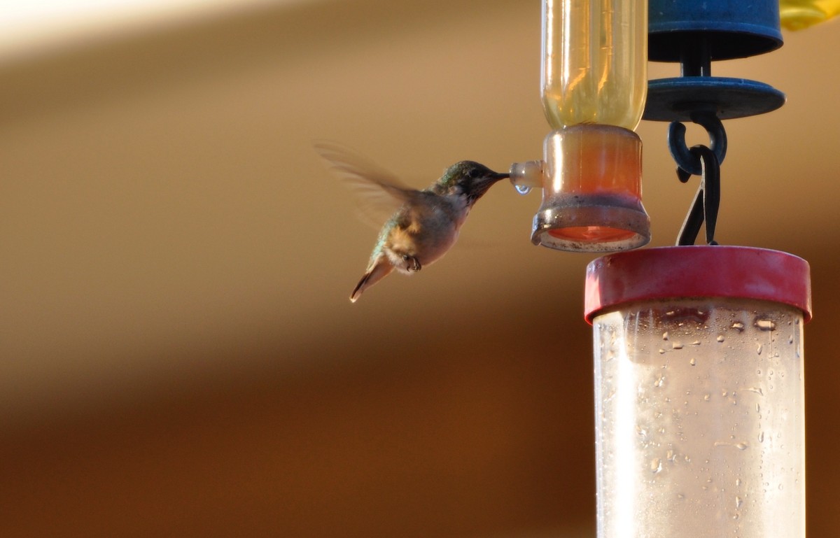 Calliope Hummingbird - ML163681261
