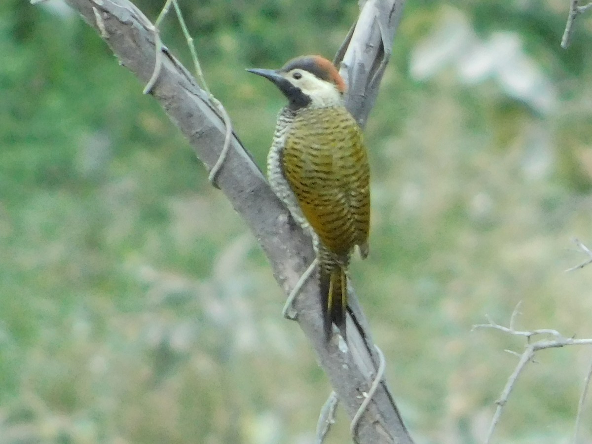 Black-necked Woodpecker - ML163681821