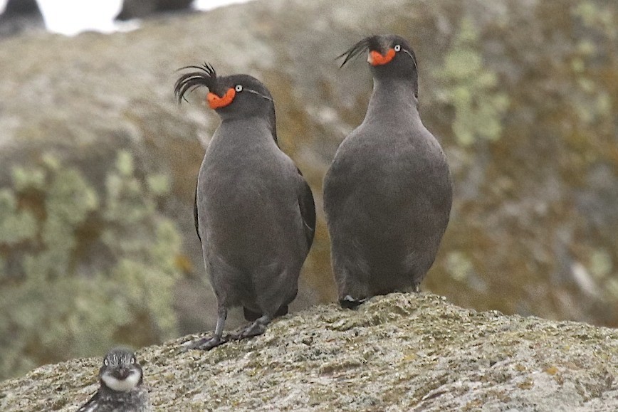 Crested Auklet - ML163682091