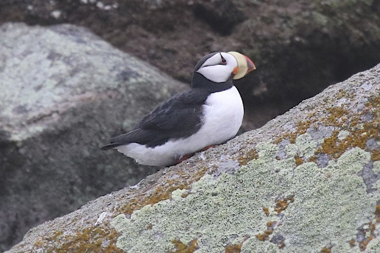 Horned Puffin - ML163682131