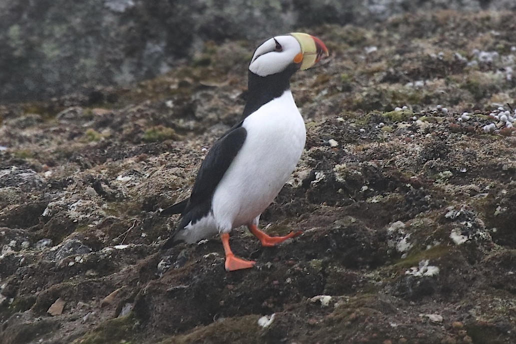 Horned Puffin - ML163682231