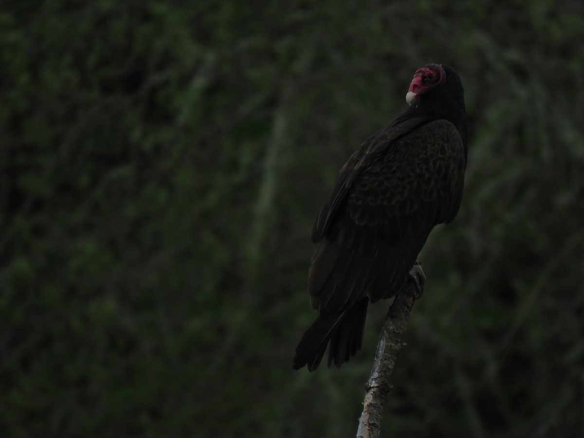 Turkey Vulture - ML163684241