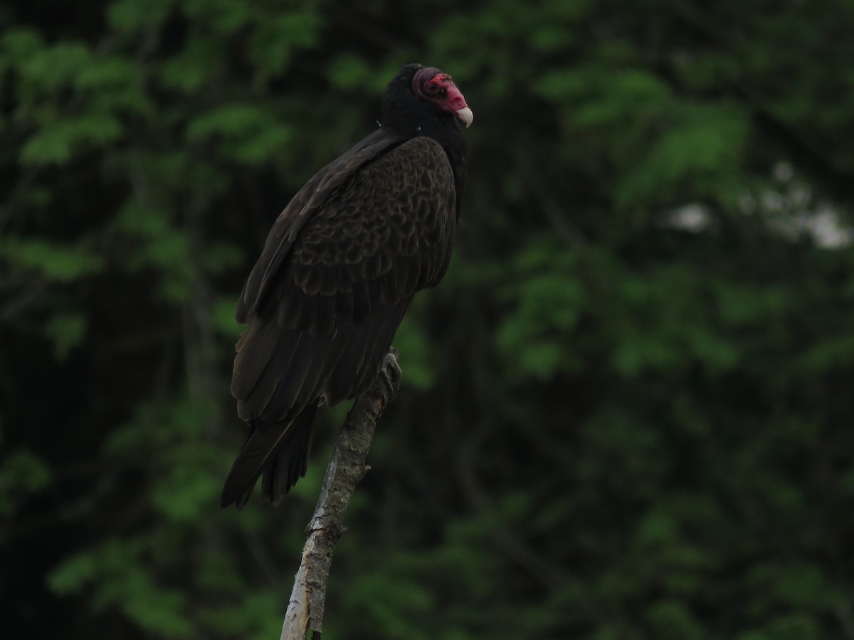 Turkey Vulture - ML163684281