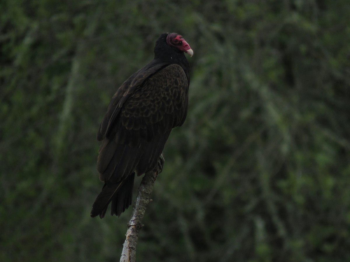 Turkey Vulture - ML163684301