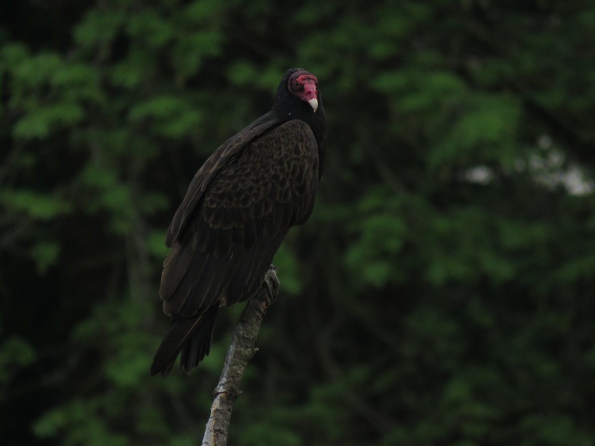 Turkey Vulture - ML163684311