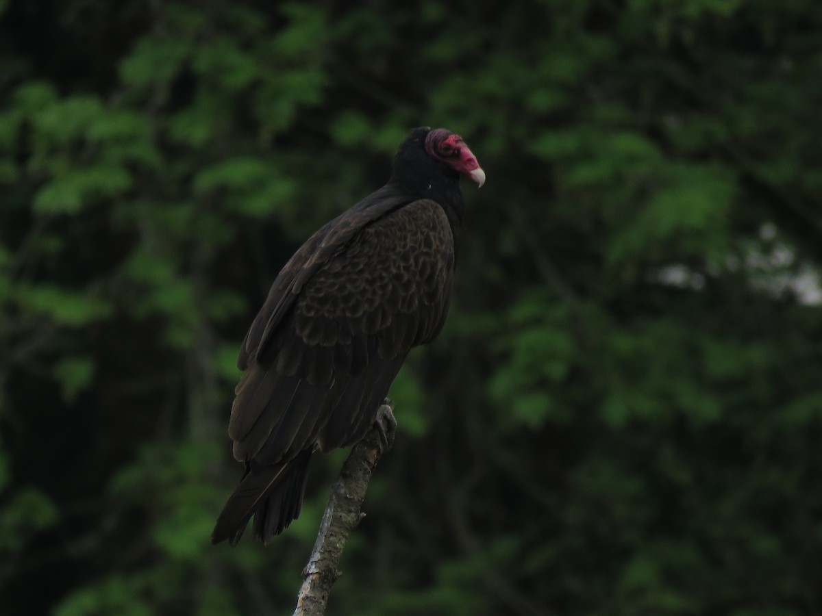 Turkey Vulture - ML163684531