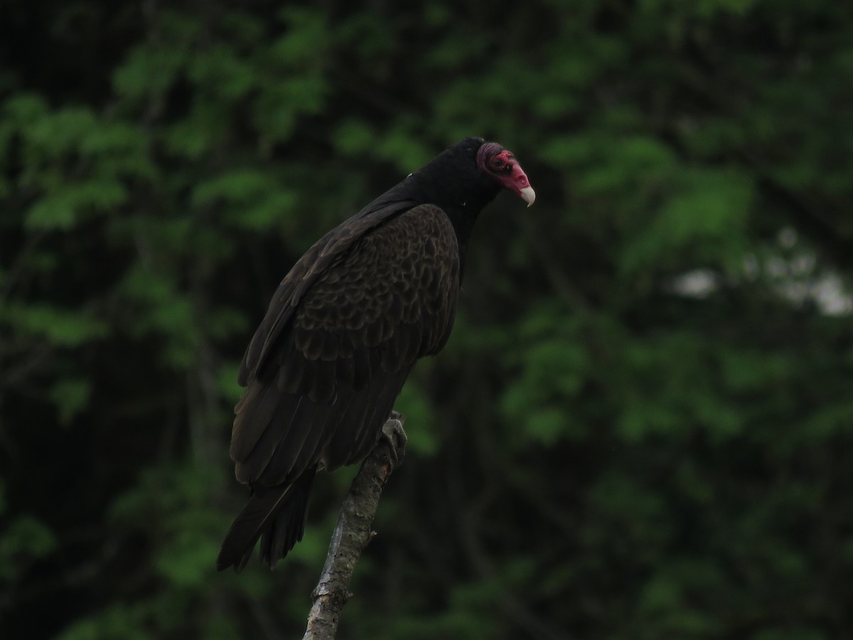Turkey Vulture - ML163684591