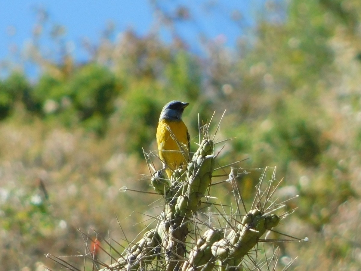 Blue-and-yellow Tanager - ML163687621