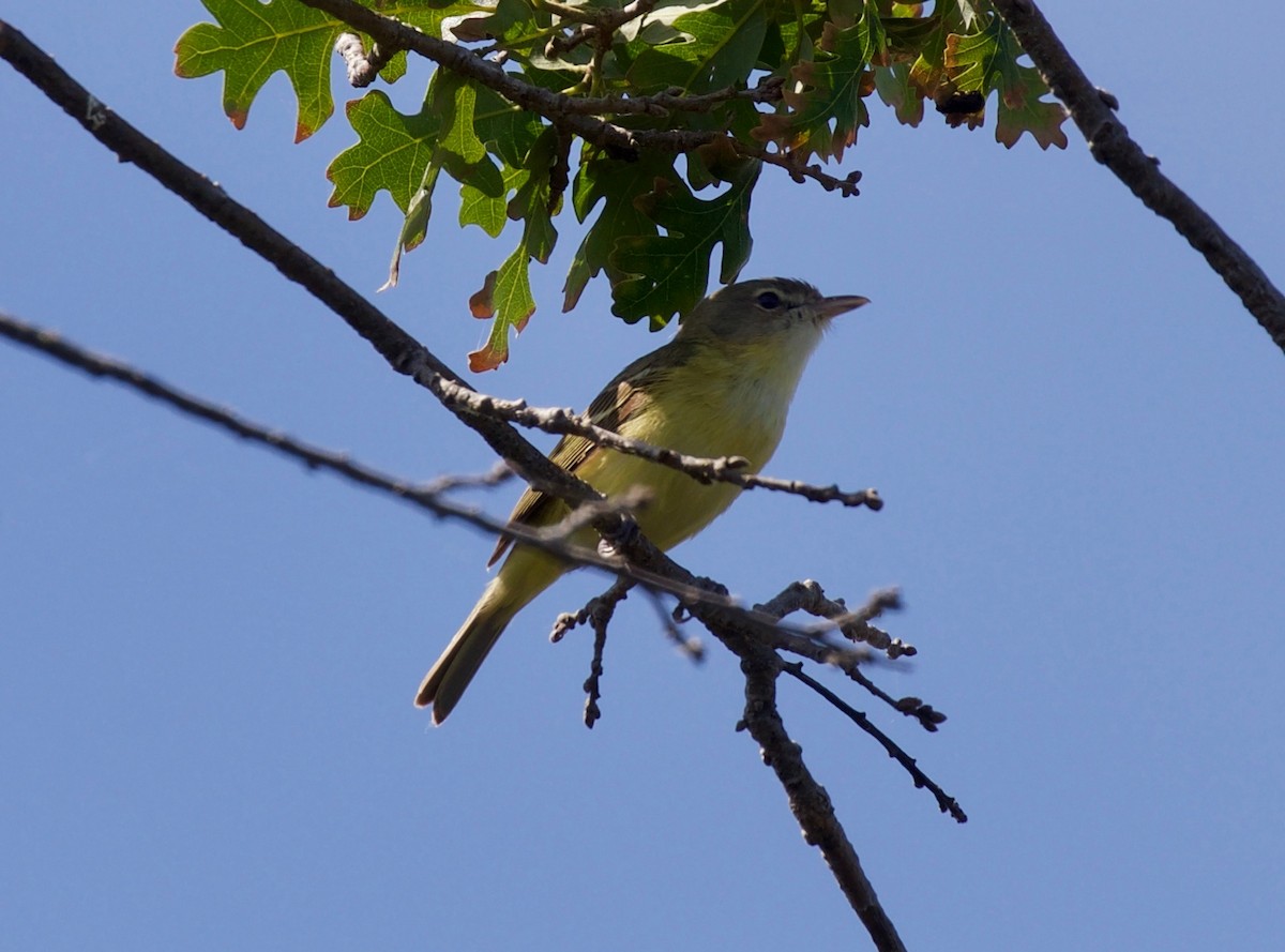 Bell's Vireo - Andrew Kenny