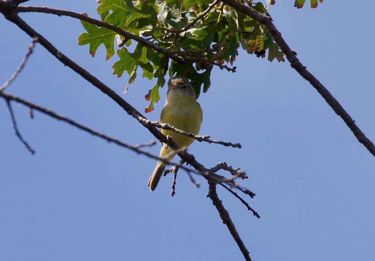 Bell's Vireo - Andrew Kenny