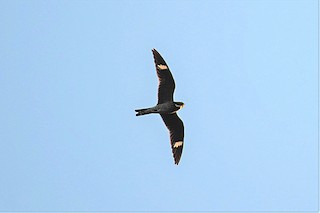 Common Nighthawk, ML163688621