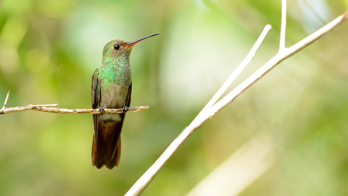 Rufous-tailed Hummingbird - Miguel Aguilar @birdnomad