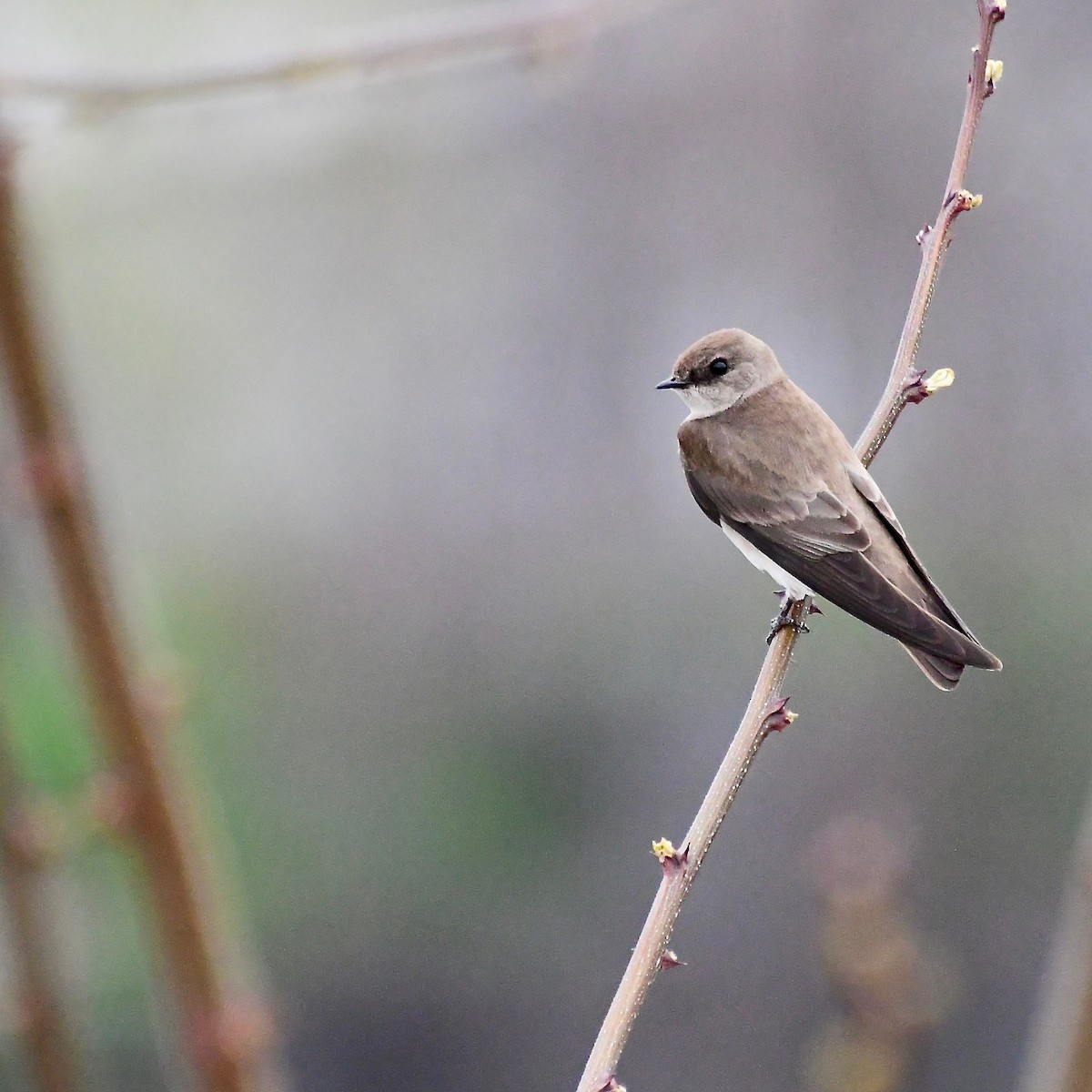 Northern Rough-winged Swallow - ML163689171