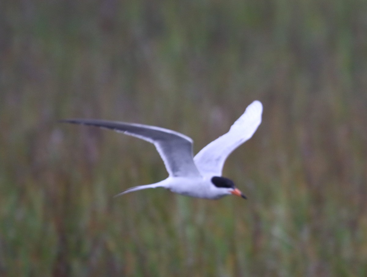 Forster's Tern - Peter Roberts