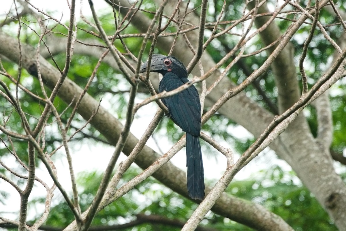 Black Hornbill - Kian Guan Tay