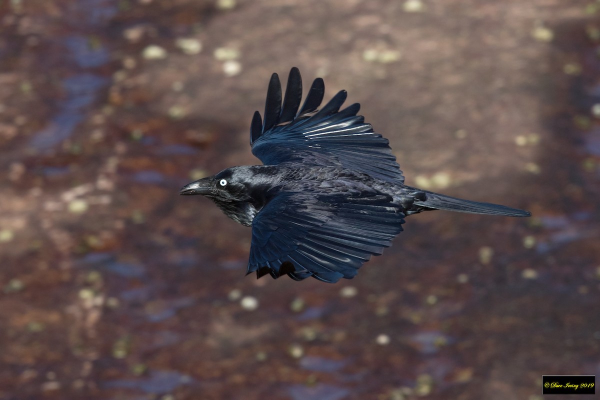 Australian Raven - ML163696711
