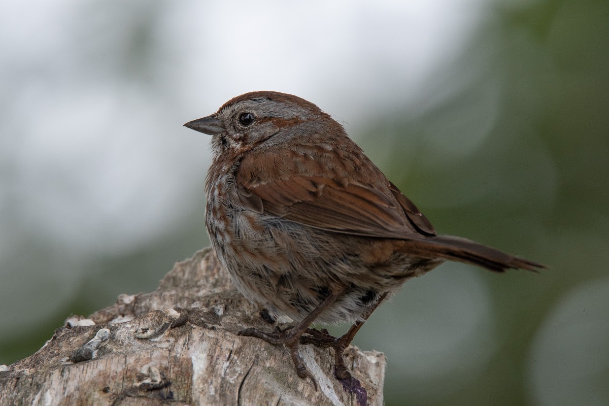 Song Sparrow - Joyce Chase