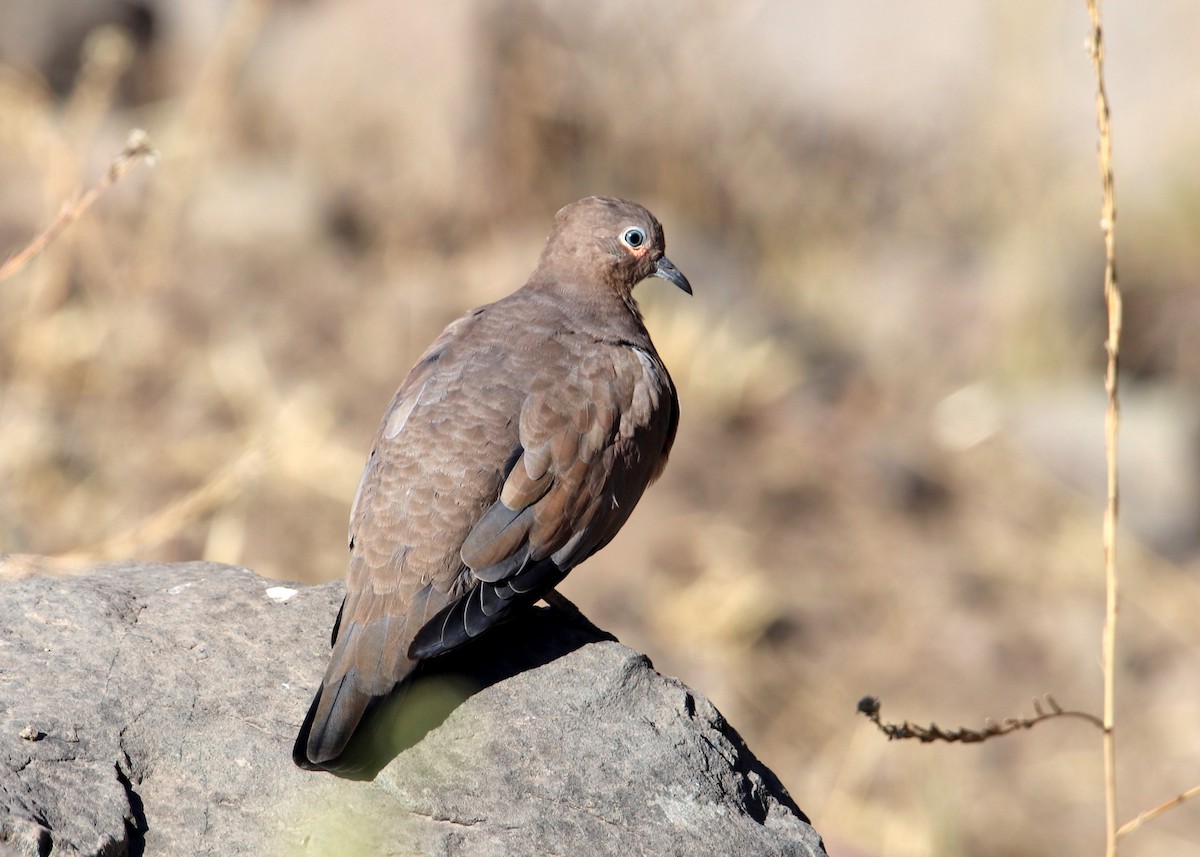 Black-winged Ground Dove - ML163697841