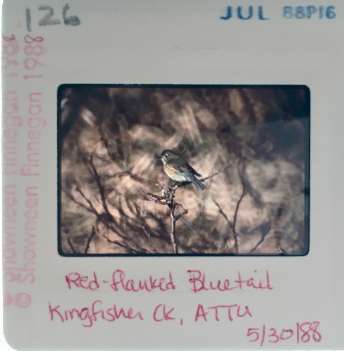Red-flanked Bluetail - Shawneen Finnegan