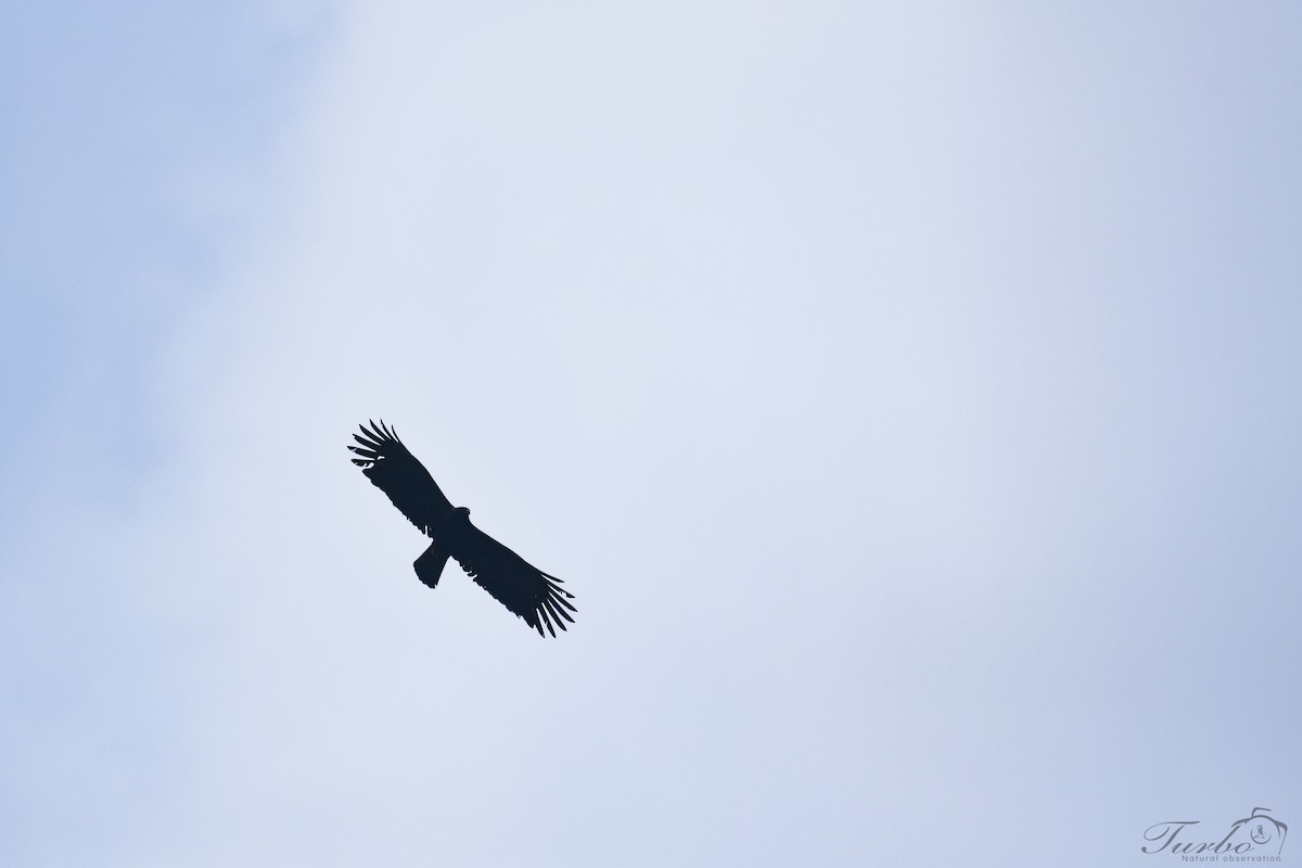 Black Eagle - Turbo tu