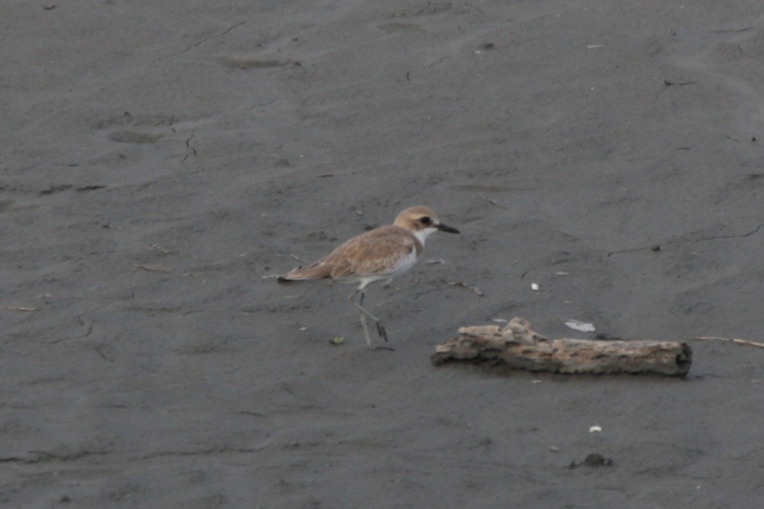 Greater Sand-Plover - Forrest Lin