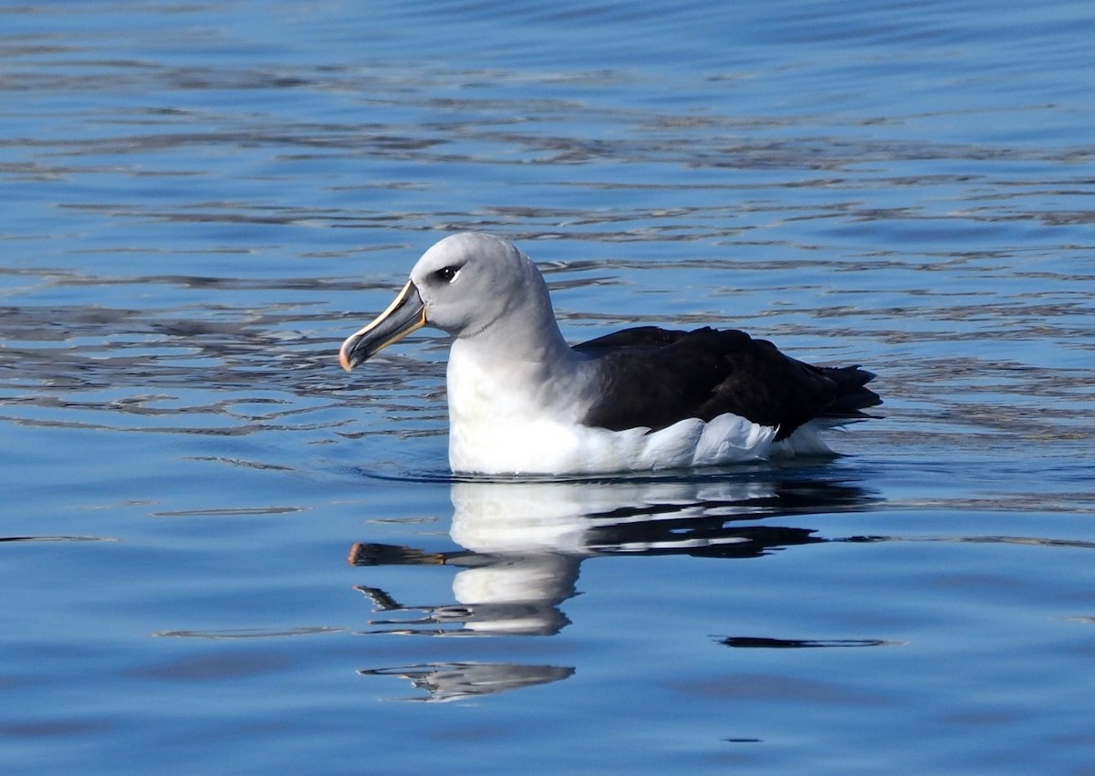 Gray-headed Albatross - Ken Glasson
