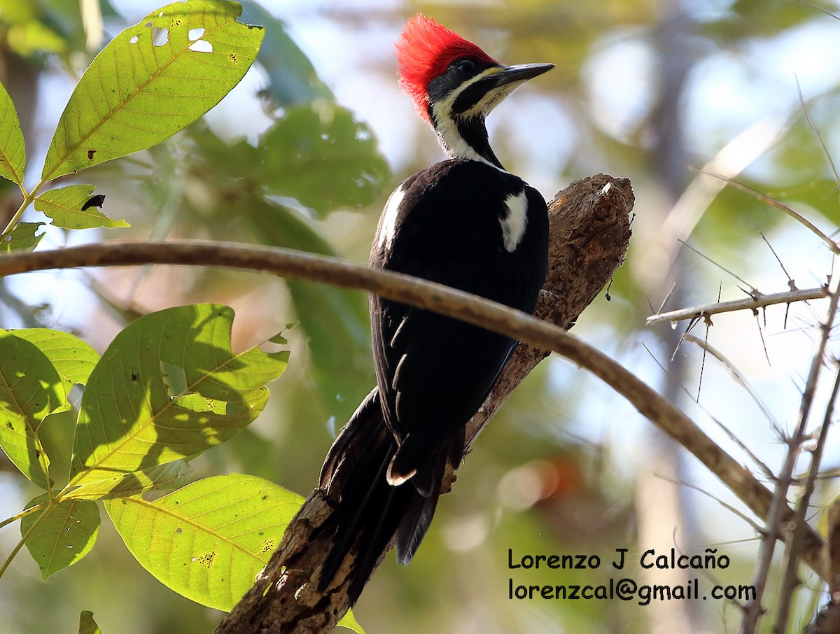 Lineated Woodpecker - Lorenzo Calcaño