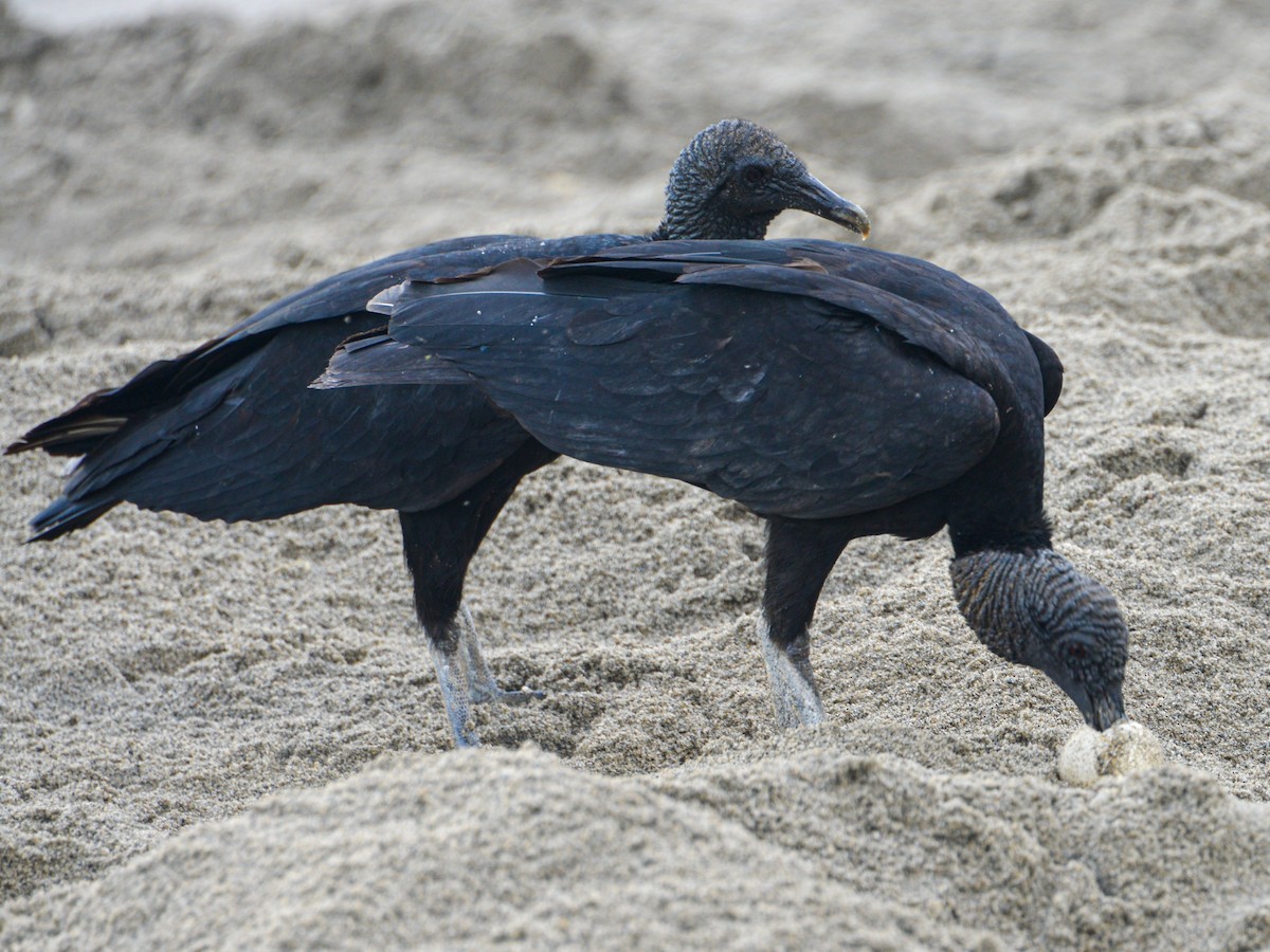 Black Vulture - William Stephens