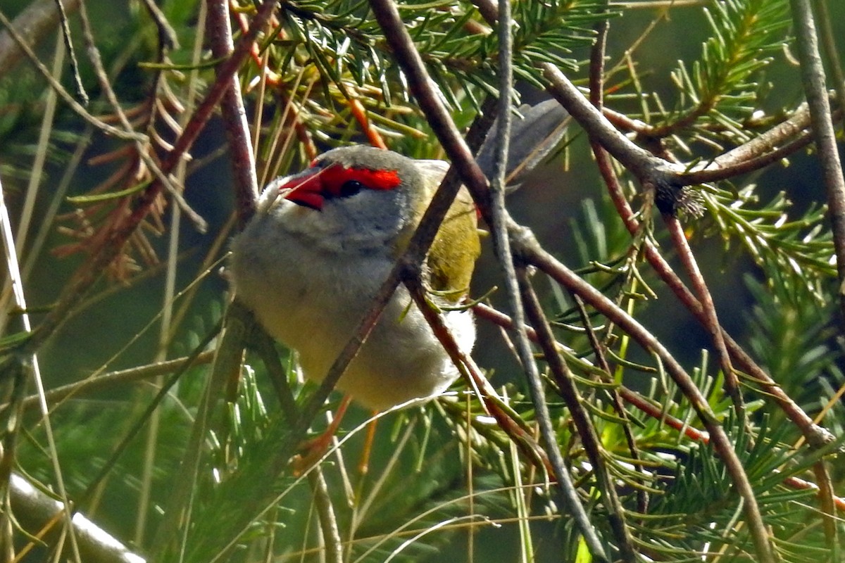 Red-browed Firetail - ML163711281