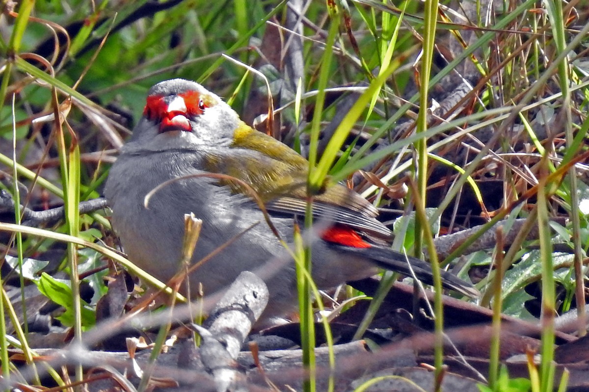Red-browed Firetail - ML163711291