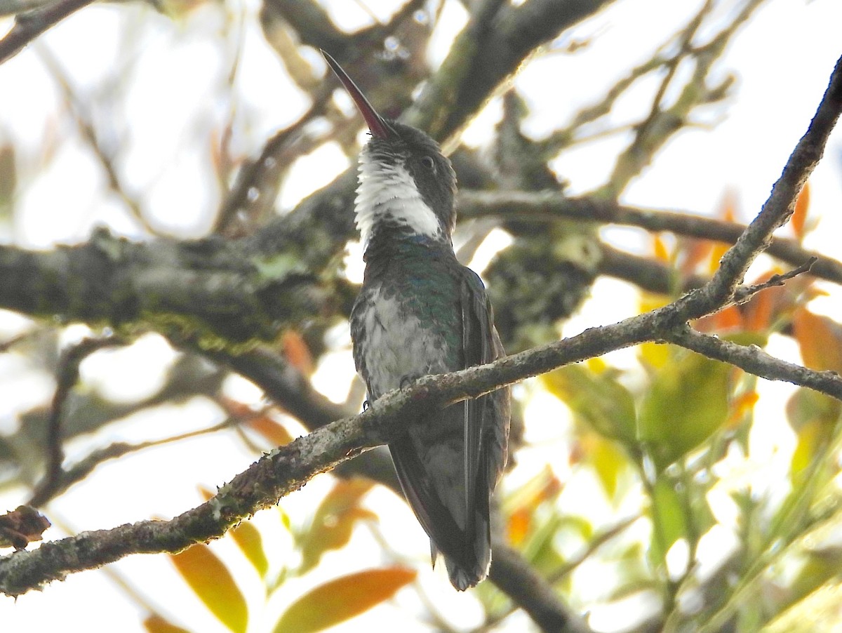 White-throated Hummingbird - ML163711611