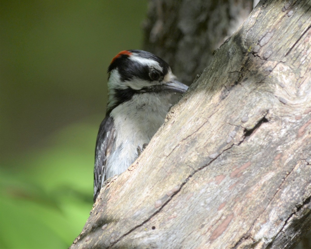 Hairy Woodpecker (Eastern) - ML163713021